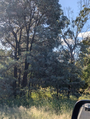 Acacia harpophylla (Acacia harpophylla)