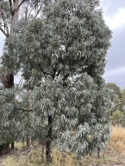 Acacia harpophylla (Acacia harpophylla)