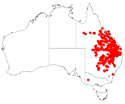 Acacia harpophylla: Acacia harpophylla occurrence data from Australasian Virtual Herbarium downloaded from https://doi.org/10.26197/5c06138894b on December 8 2018