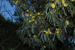 Acacia harpophylla (Acacia harpophylla)
