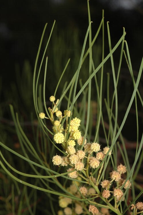 Acacia harveyi: Acacia harveyi in the Australian National Botanic Gardens