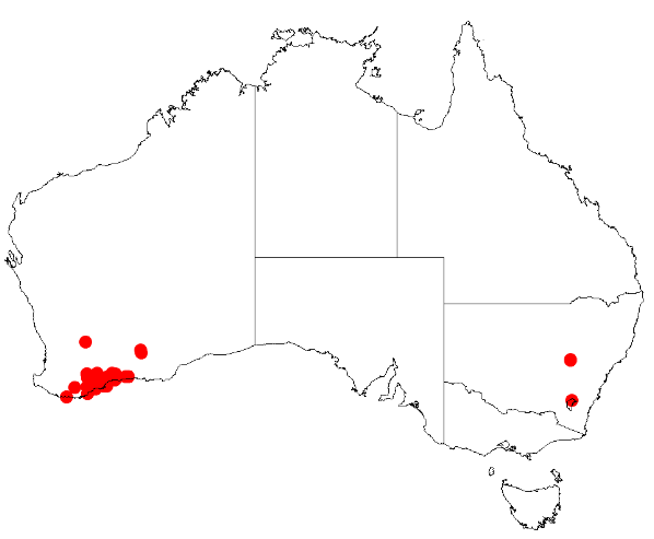 Acacia harveyi: Acacia harveyi occurrence data from Australasian Virtual Herbarium downloaded from https://doi.org/10.26197/5c06138894b on December 8 2018