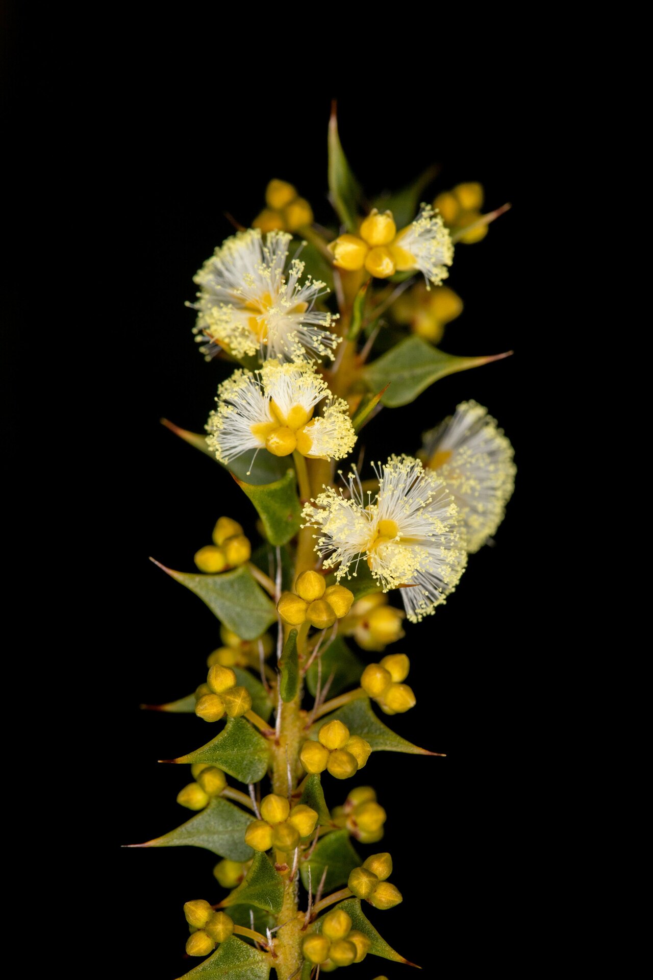 Acacia hastulata: Prickly Swamp Wattle ( Acacia hastulata ) in Australia