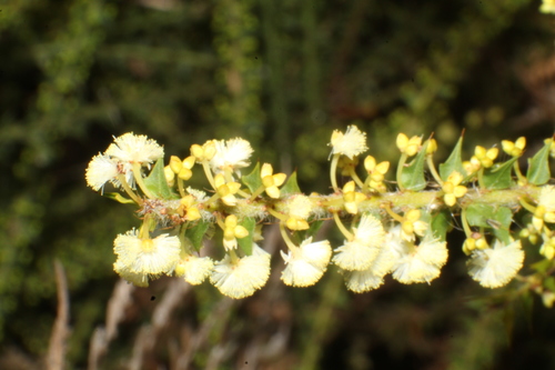 Acacia hastulata (Acacia hastulata)
