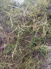 Acacia hastulata (Acacia hastulata)
