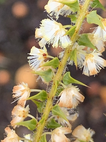 Acacia hastulata (Acacia hastulata)