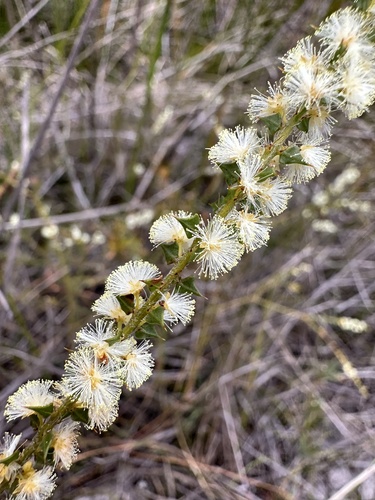Acacia hastulata (Acacia hastulata)
