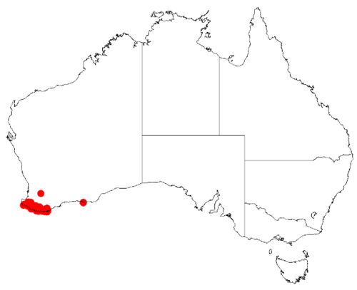 Acacia hastulata: Acacia hastulata occurrence data from Australasian Virtual Herbarium downloaded from https://doi.org/10.26197/5c06138894b on December 8 2018