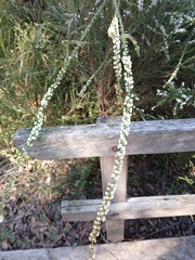 Acacia hastulata (Acacia hastulata)
