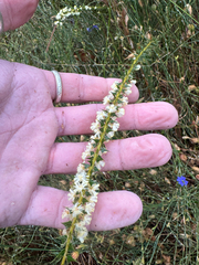Acacia hastulata (Acacia hastulata)