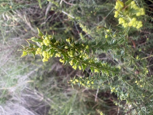 Acacia hastulata (Acacia hastulata)