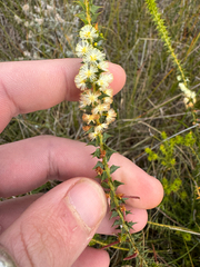 Acacia hastulata (Acacia hastulata)