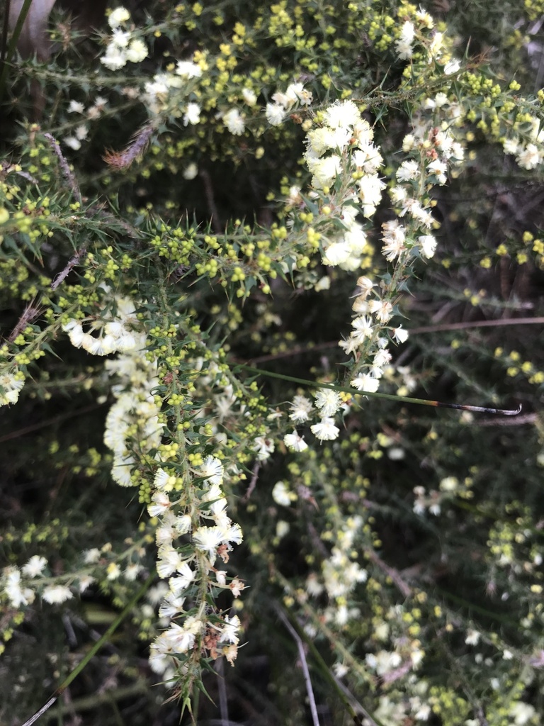 Acacia hastulata (Acacia hastulata)