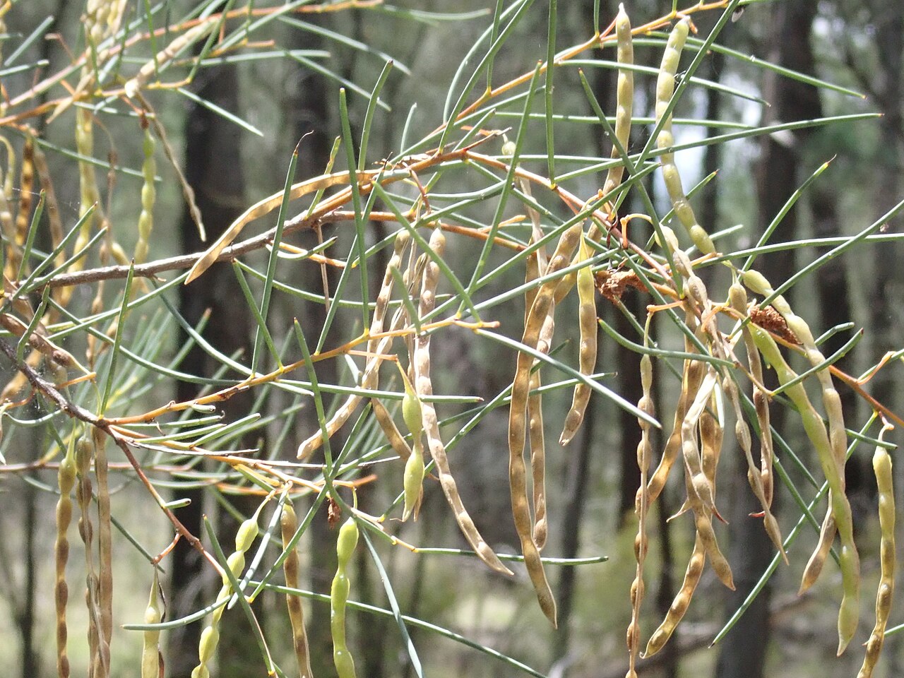 Acacia havilandiorum: Acacia havilandiorum. Pilliga Conservation area