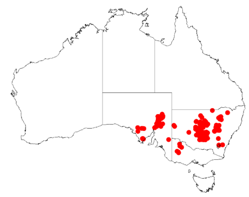 Acacia havilandiorum: Acacia havilandiorum occurrence data from Australasian Virtual Herbarium downloaded from https://doi.org/10.26197/5c06138894b on December 8 2018