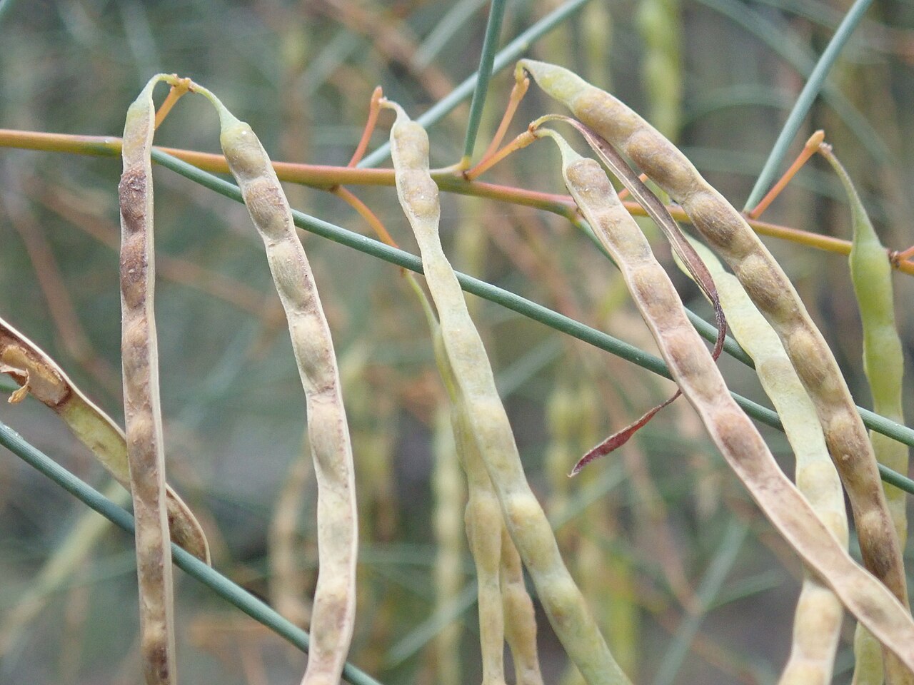 Acacia havilandiorum: Acacia havilandiorum. Pilliga Conservation area