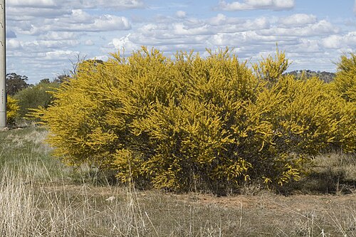 Acacia havilandiorum: Acacia havilandiorum , near the Tallimba - Yalgogrin road, about 9 km south from mid Western Highway, New South Wales