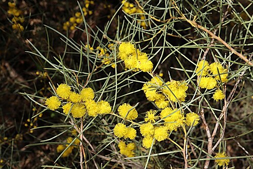 Acacia havilandiorum: Acacia havilandiorum in the Australian National Botanic Gardens