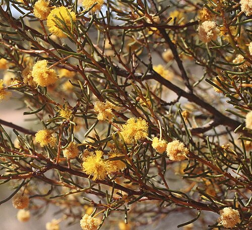 Helm's wattle: Acacia helmsiana near the Lasseter Hwy, Yulara, Northern Territory