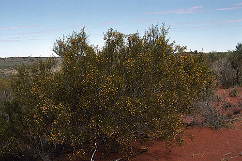 Helm's wattle: Acacia helmsiana habit, near the Uluru National Park,on the road heading south from the old Ayers Rock road, 26 km east of the Ranger Station., NT,