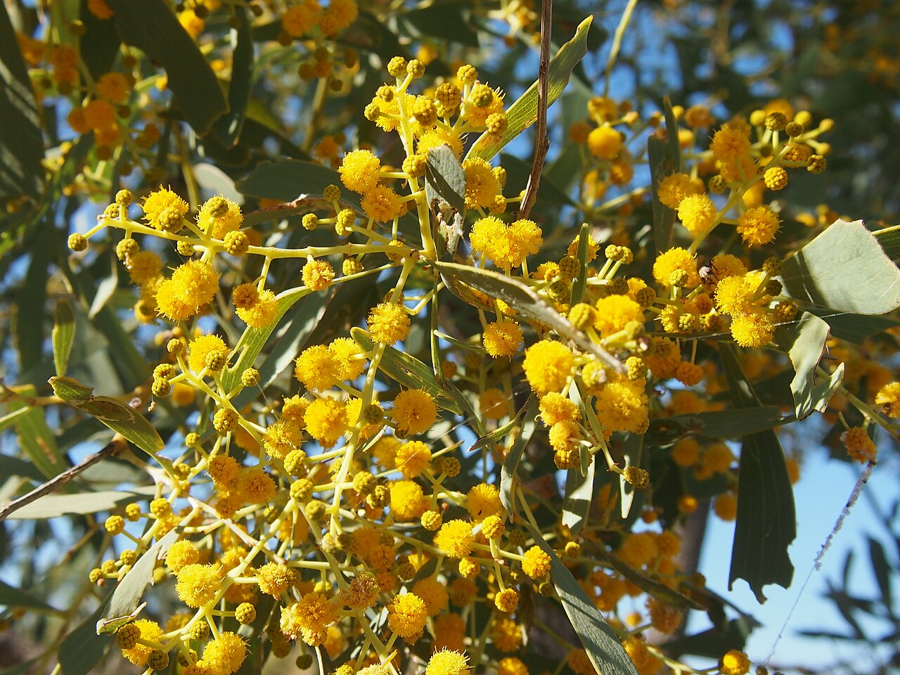 Acacia hemignosta: Acacia hemignosta flowers