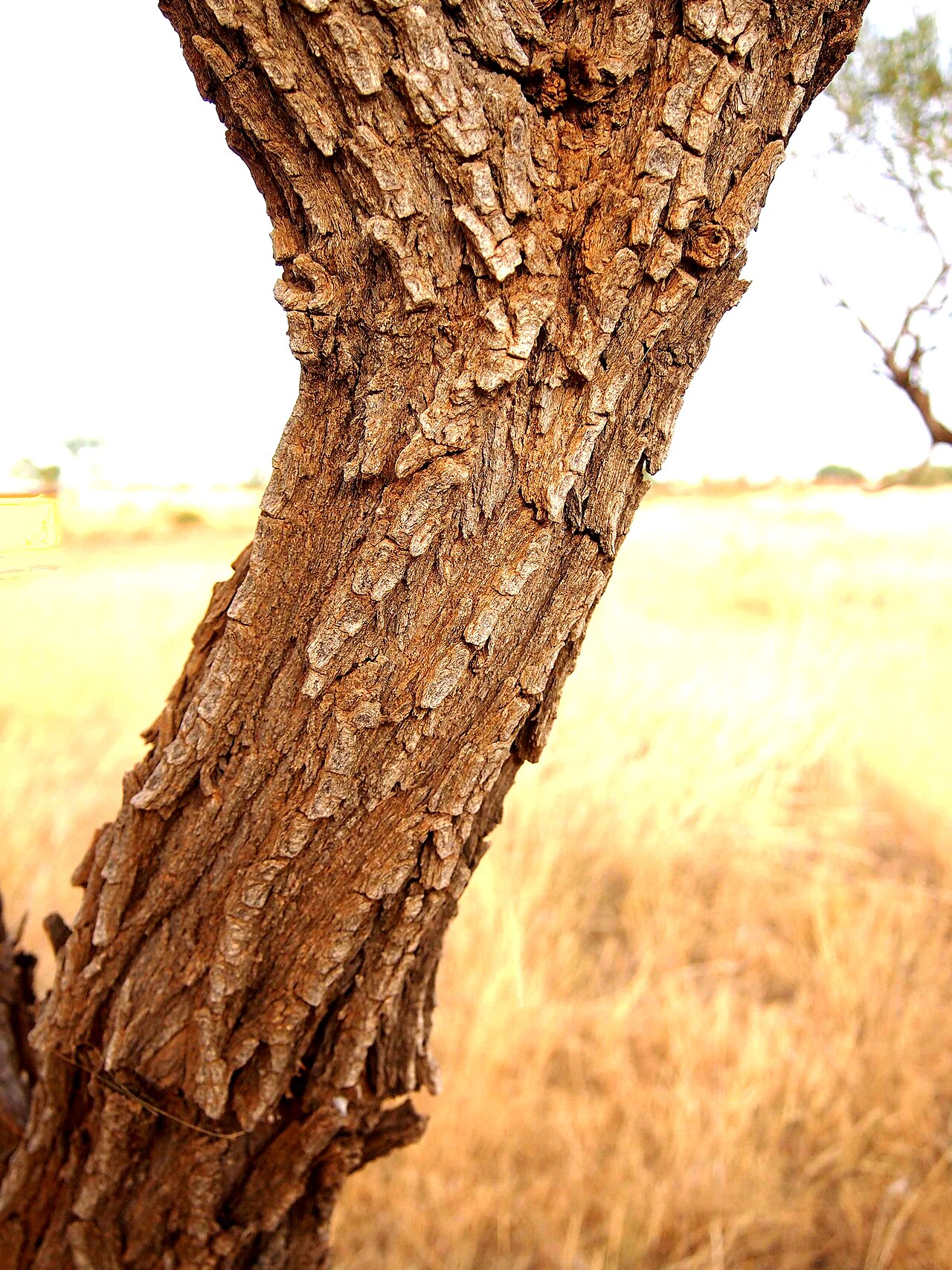 Acacia hemignosta: Acacia hemignosta bark