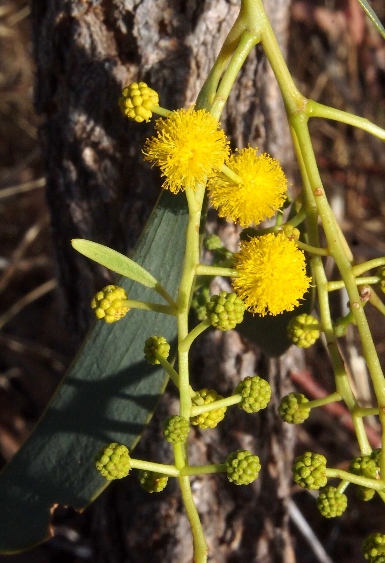 Acacia hemignosta: Acacia hemignosta flowers