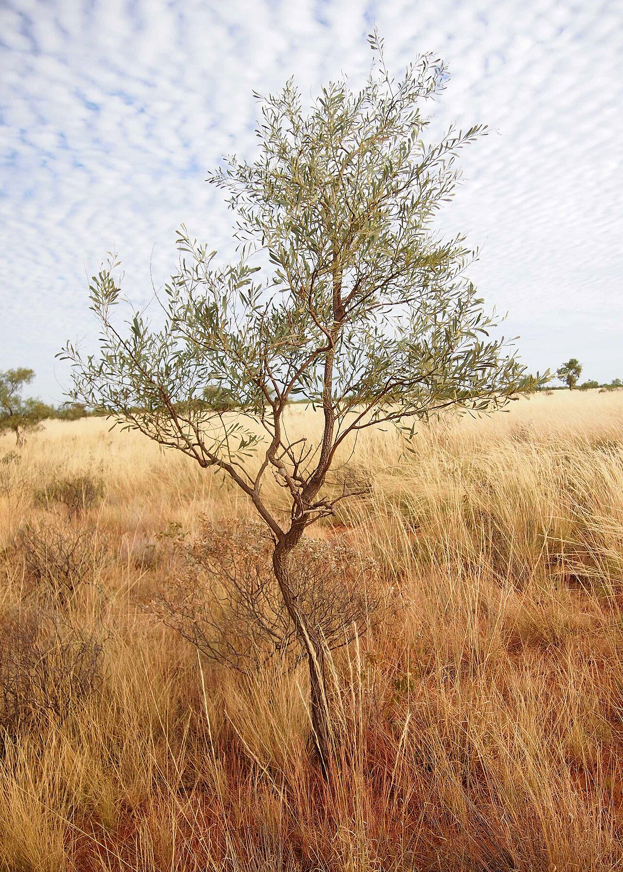 Acacia hemignosta: Acacia hemignosta habit
