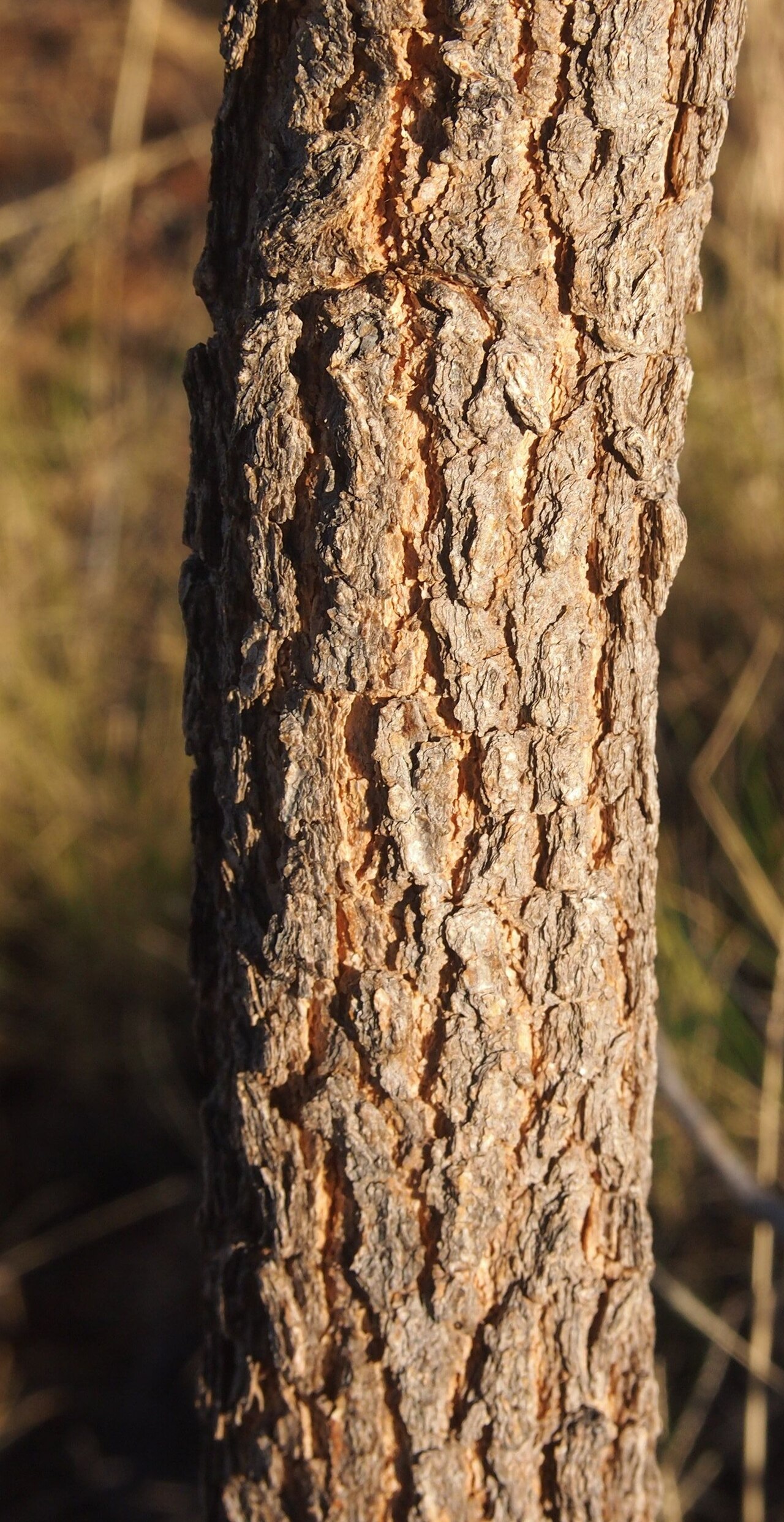 Acacia hemignosta: Acacia hemignosta trunk