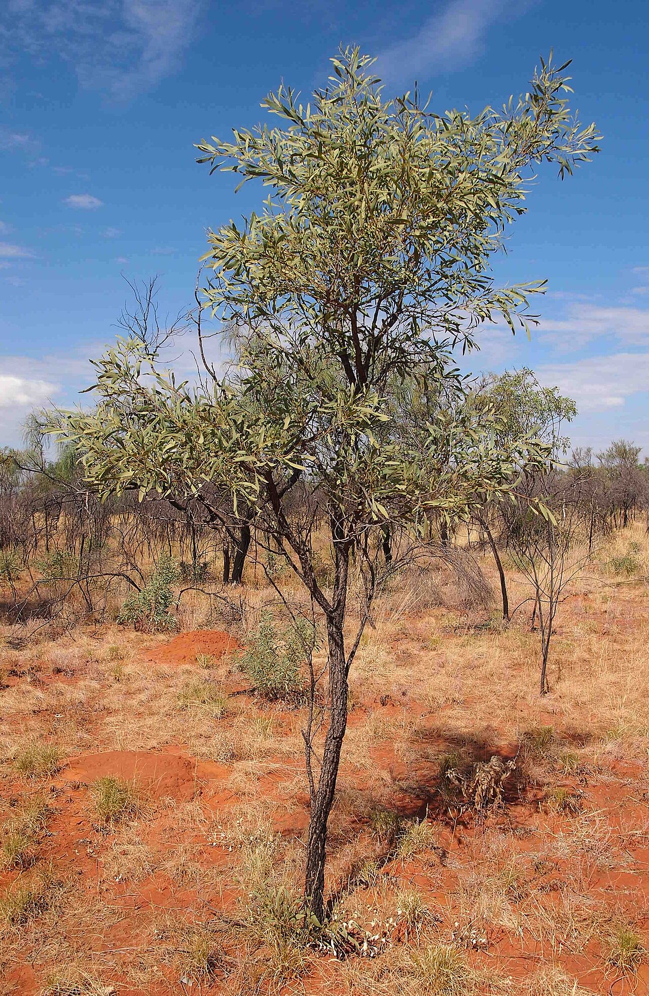 Acacia hemignosta: Acacia hemignosta