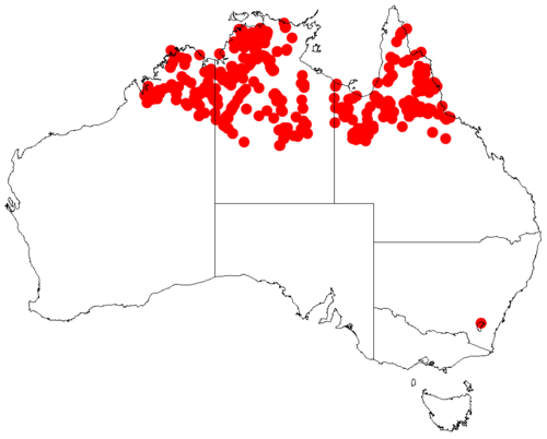 Acacia hemignosta: Acacia hemignosta occurrence data from Australasian Virtual Herbarium downloaded from https://doi.org/10.26197/5c06138894b on December 8 2018