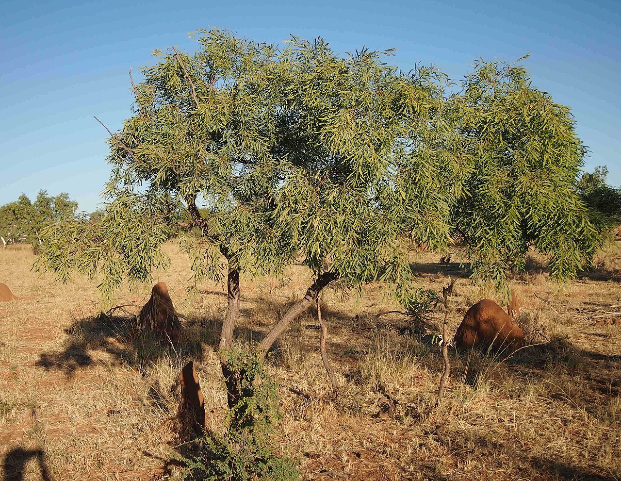 Acacia hemignosta: Acacia hemignosta'
