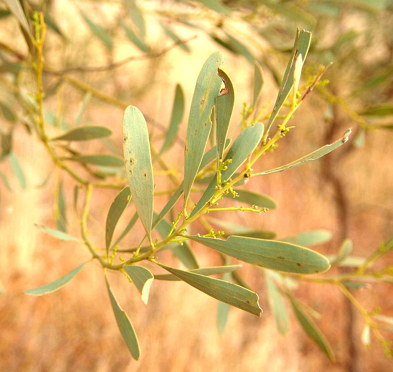 Acacia hemignosta: Acacia hemignosta foliage