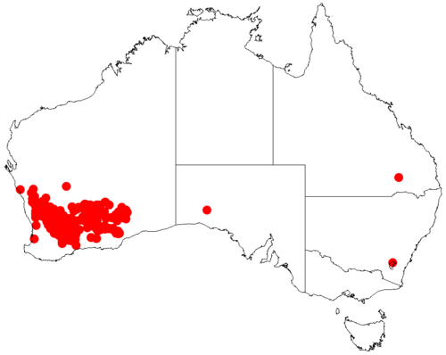 Acacia hemiteles: Acacia hemiteles occurrence data from Australasian Virtual Herbarium downloaded from https://doi.org/10.26197/5c06138894b on December 8 2018