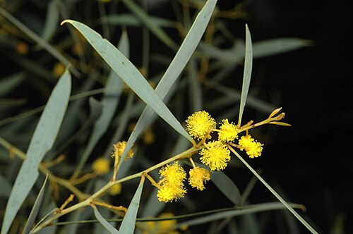 Acacia hemiteles: Acacia hemiteles in the Australian National Botanic Gardens