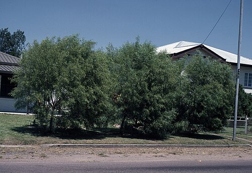 Acacia hemsleyi: Acacia hemsleyi habit in Townsville