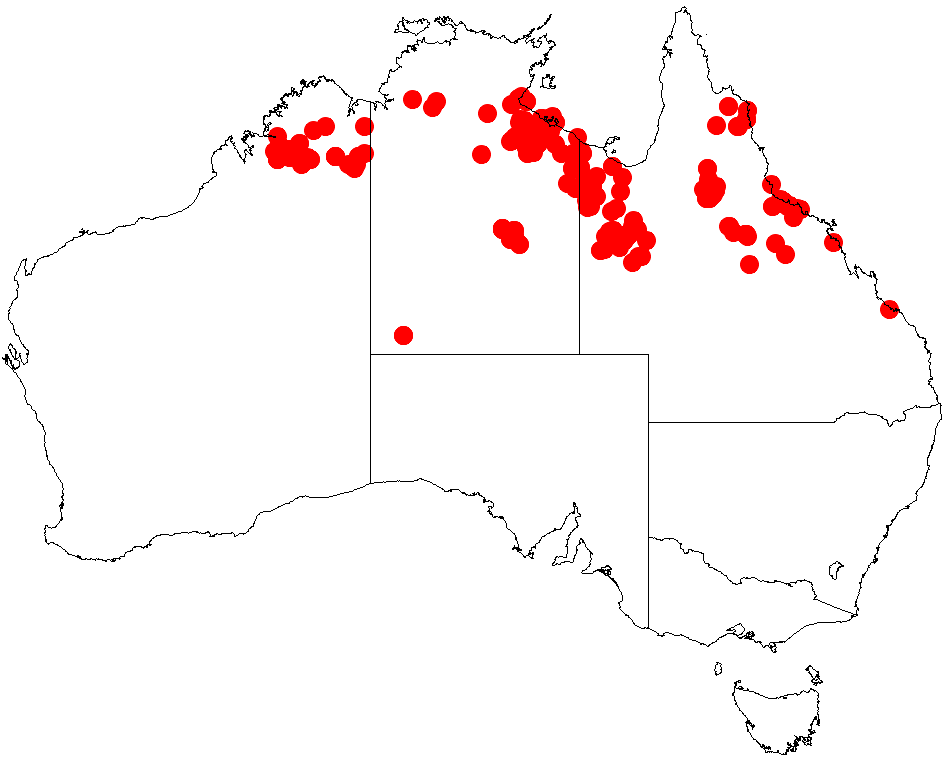 Acacia hemsleyi: Acacia hemsleyi occurrence data from Australasian Virtual Herbarium downloaded from https://doi.org/10.26197/5c06138894b on December 8 2018