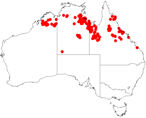 Acacia hemsleyi: Acacia hemsleyi occurrence data from Australasian Virtual Herbarium downloaded from https://doi.org/10.26197/5c06138894b on December 8 2018