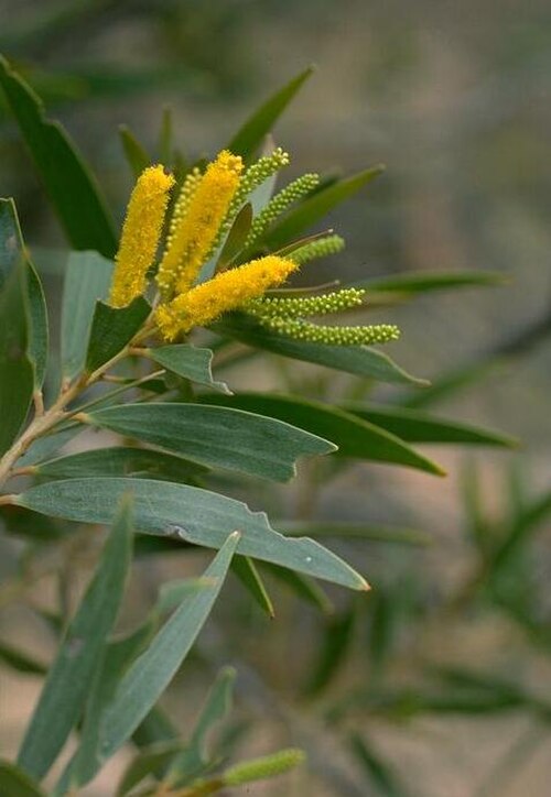 Acacia hemsleyi: Acacia hemsleyi in Porcupine Gorge National Park, foot of Pyramid Rock, Queensland