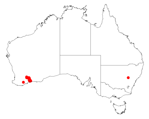 Acacia heterochroa: Acacia heterochroa occurrence data from Australasian Virtual Herbarium downloaded from https://doi.org/10.26197/5c06138894b on December 8 2018