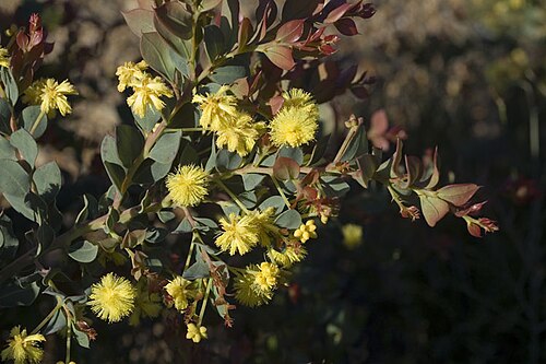 Acacia heterochroa: Acacia heterochroa subsp. heterochroa near the South Coast Highway between Esperance and Ravenshorpe, about 33 km W of Oldfield River crossing, Western Australi