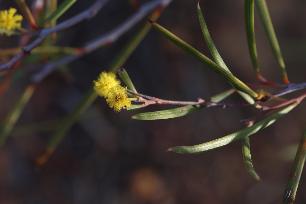 Acacia heteroclita (Acacia heteroclita)