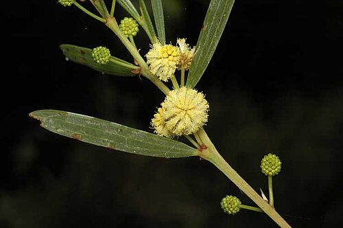Acacia heteroclita: Acacia heteroclita in the Australian National Botanic Gardens