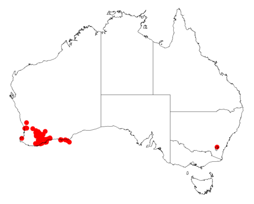 Acacia heteroclita: Acacia heteroclita occurrence data from Australasian Virtual Herbarium downloaded from https://doi.org/10.26197/5c06138894b on December 8 2018