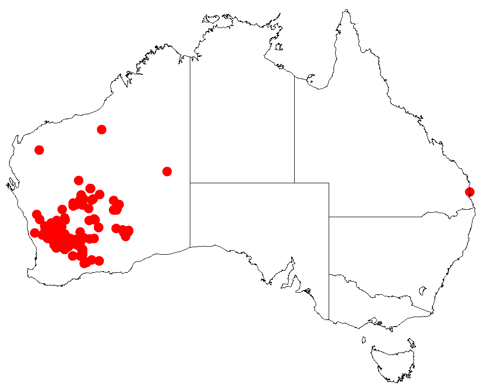 Acacia heteroneura: Acacia heteroneura occurrence data from Australasian Virtual Herbarium downloaded from https://doi.org/10.26197/5c06138894b on December 8 2018