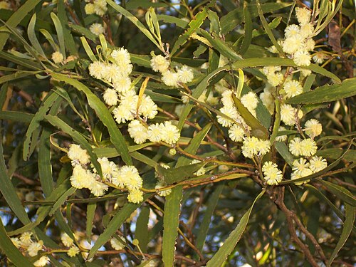 Acacia heterophylla: Réunion mountain tamarin ( Acacia heterophylla ) - Flowers