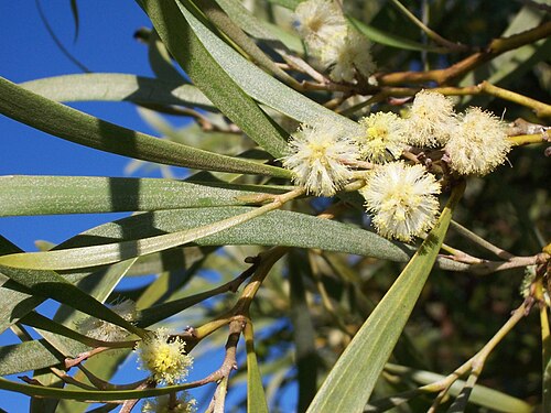 Acacia heterophylla: Réunion mountain tamarin ( Acacia heterophylla ) - Flowers (detail)