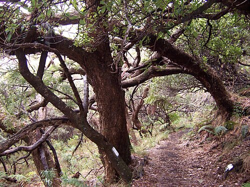 Acacia heterophylla: Acacia heterophylla in natural forest Photo : B.navez - SEPT 2005 - Réunion island