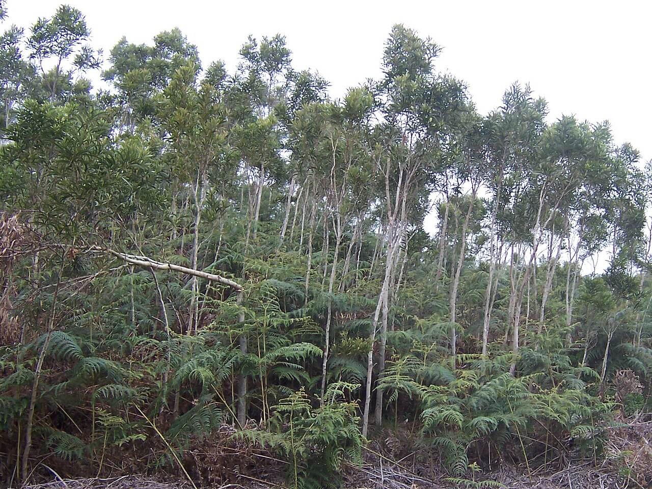 Acacia heterophylla: Acacia heterophylla young standings in Hauts-sous-le-Vent forest, on Réunion island