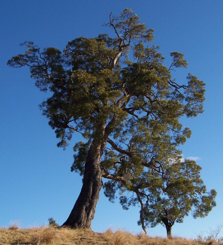 Acacia heterophylla: Réunion mountain tamarin ( Acacia heterophylla ) - Old tree in the meadows of la Plaine des Cafres